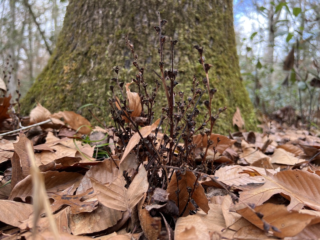 Epifagus virginiana