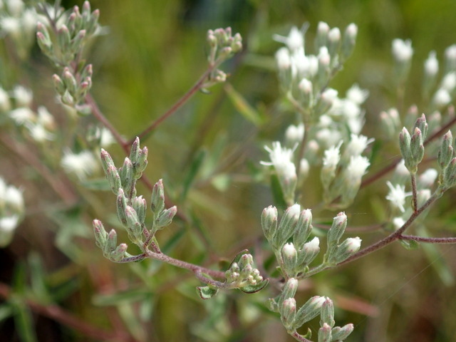 Eupatorium hyssopifolium var. hyssopifolium