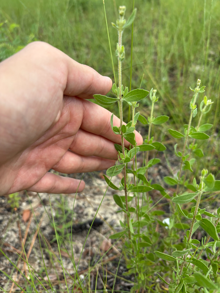 Eupatorium linearifolium