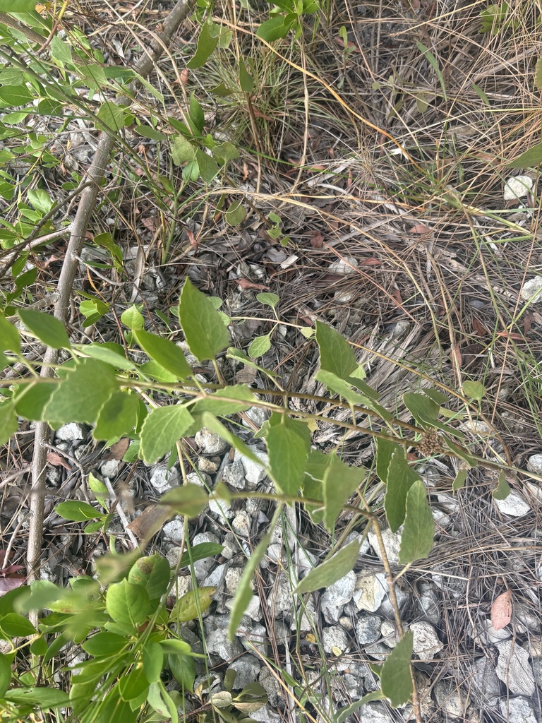 Eupatorium mikanioides