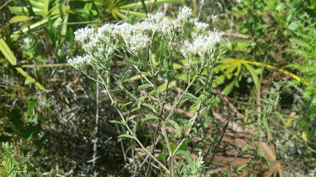 Eupatorium mohrii