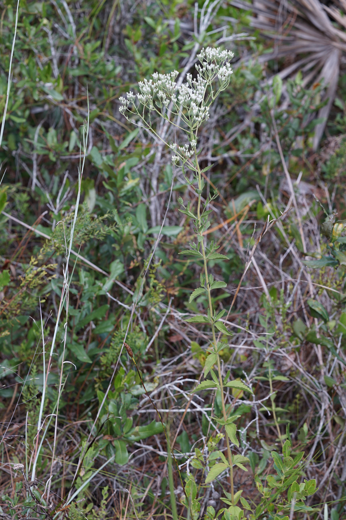 Eupatorium x anomalum