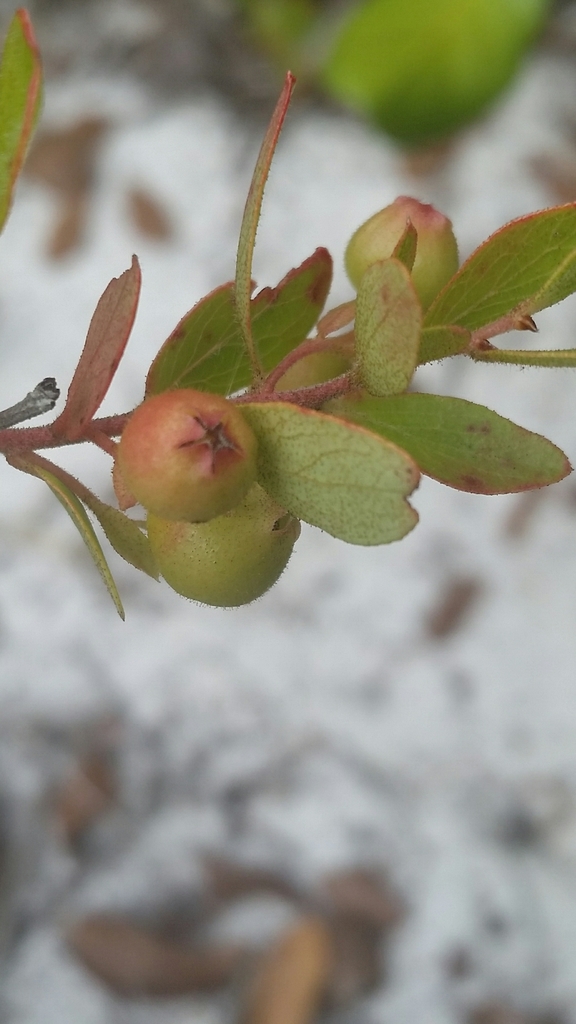 Gaylussacia dumosa