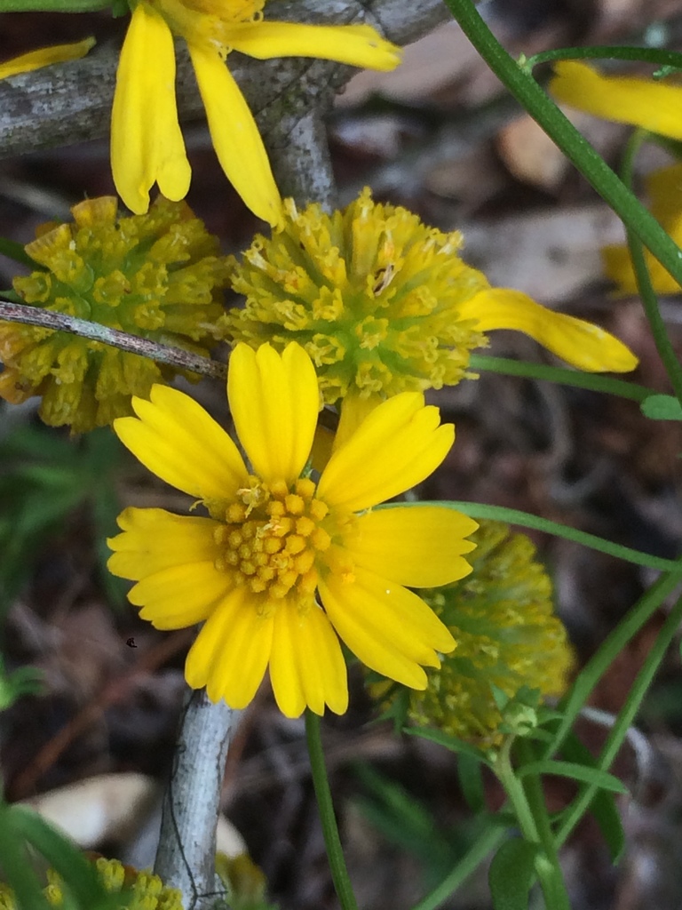 Helenium amarum