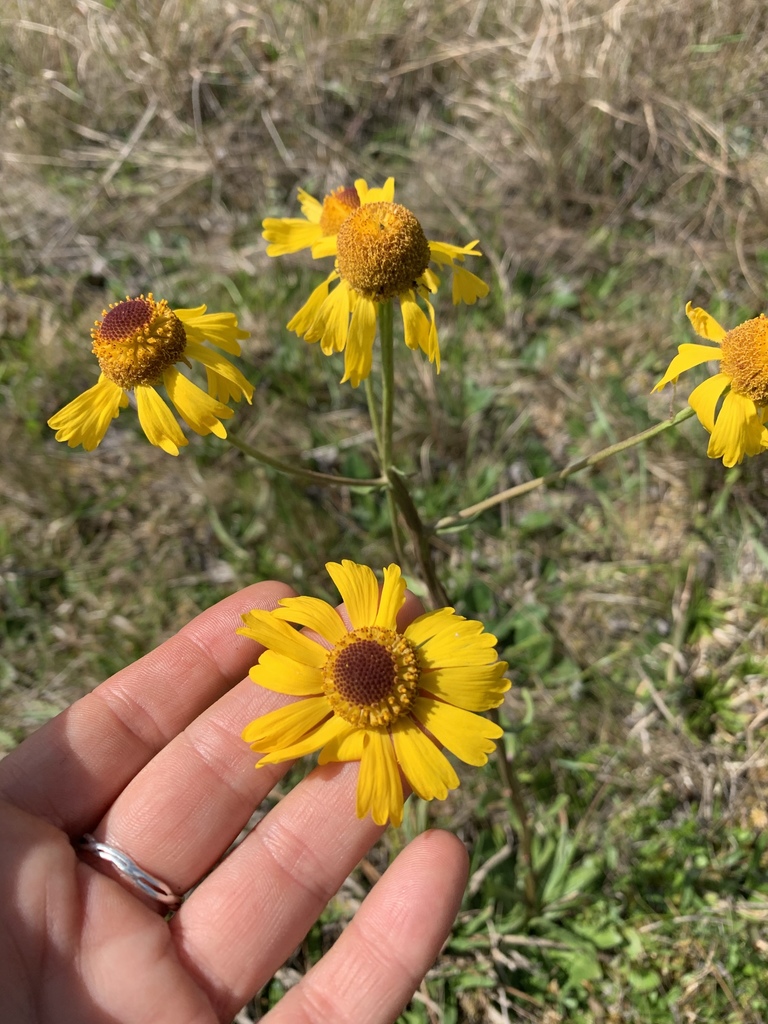 Helenium brevifolium