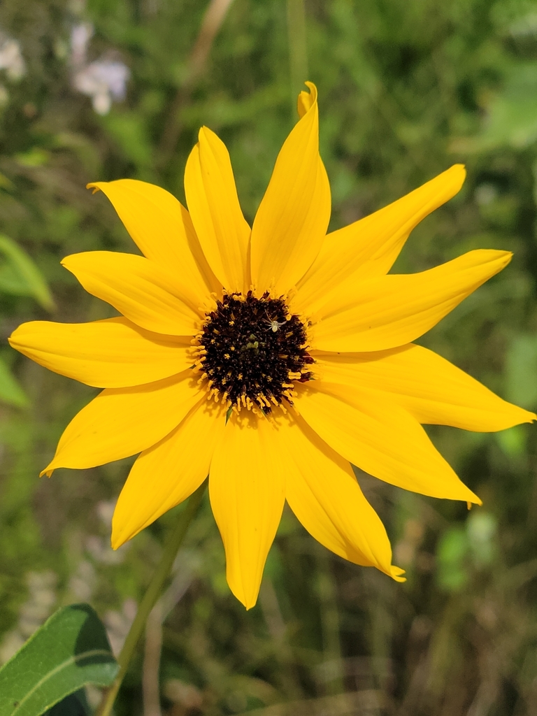Helianthus agrestis