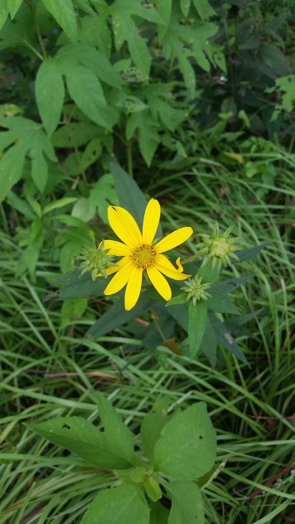 Helianthus divaricatus