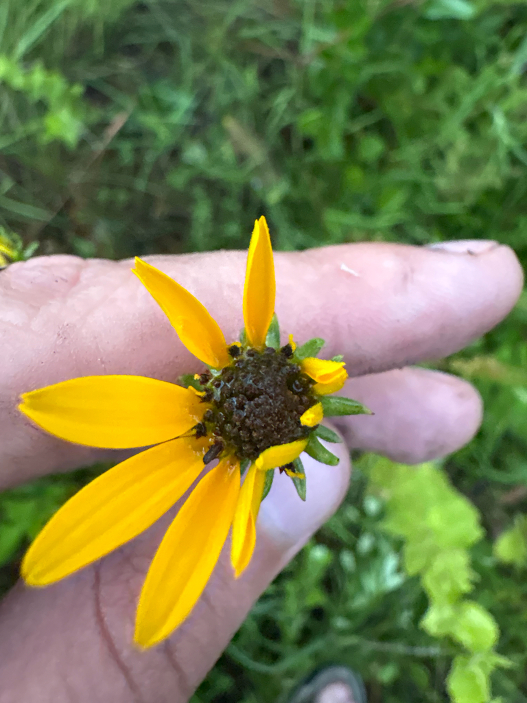 Helianthus heterophyllus