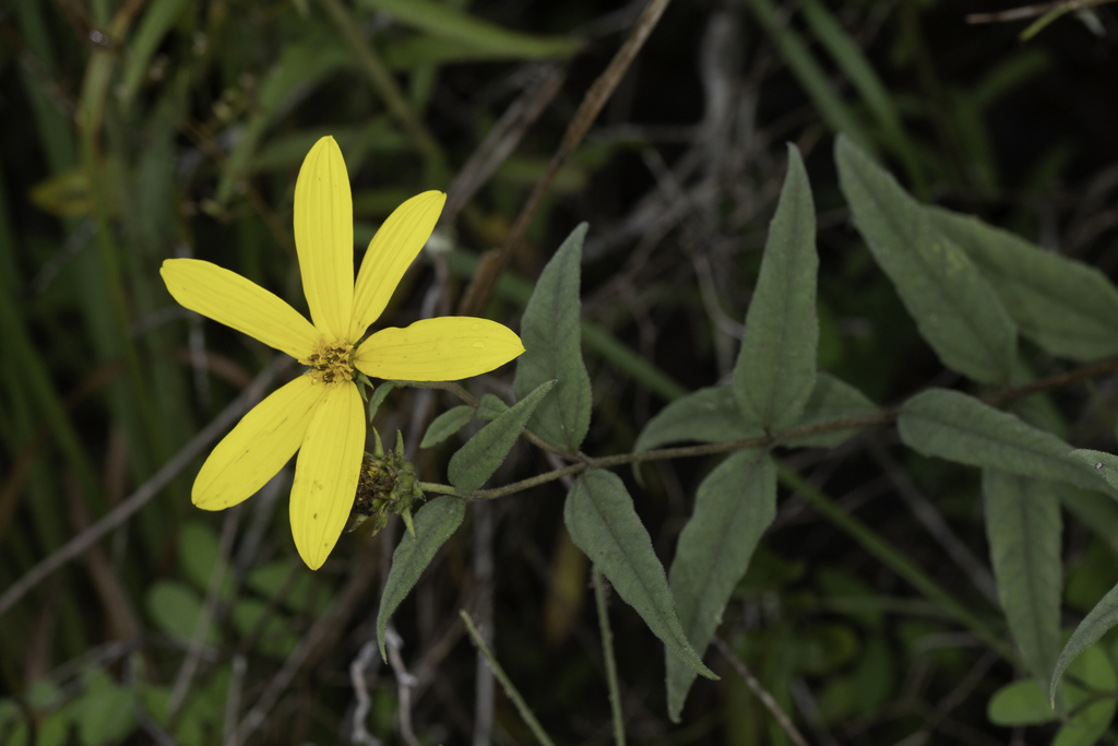 Helianthus hirsutus