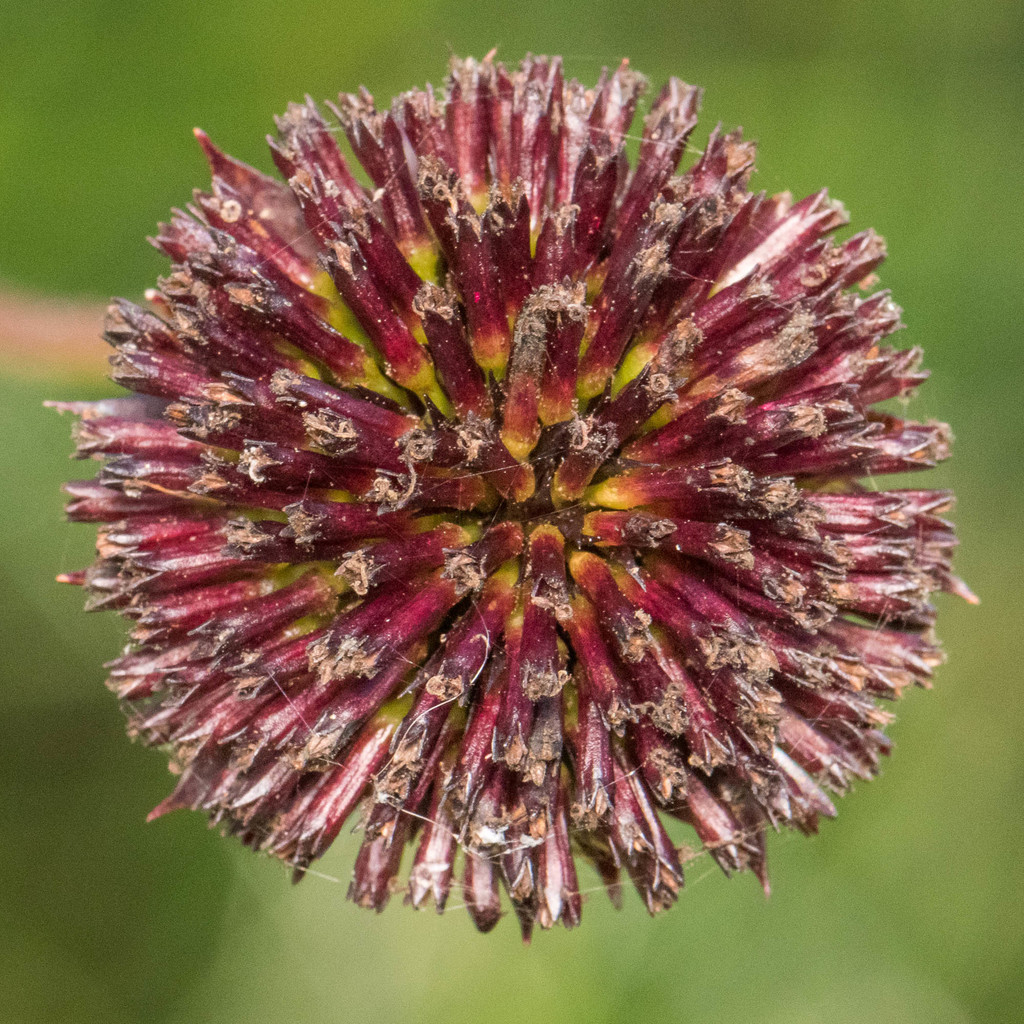 Helianthus radula