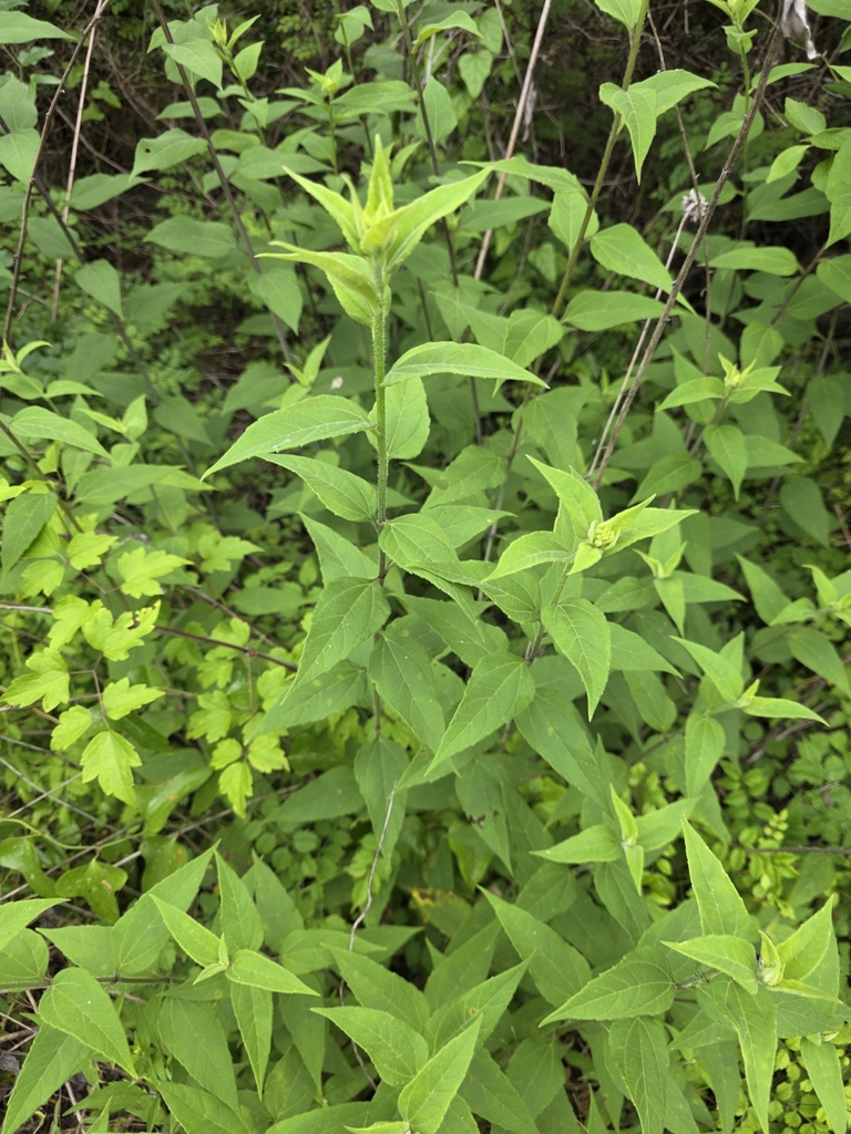 Helianthus resinosus