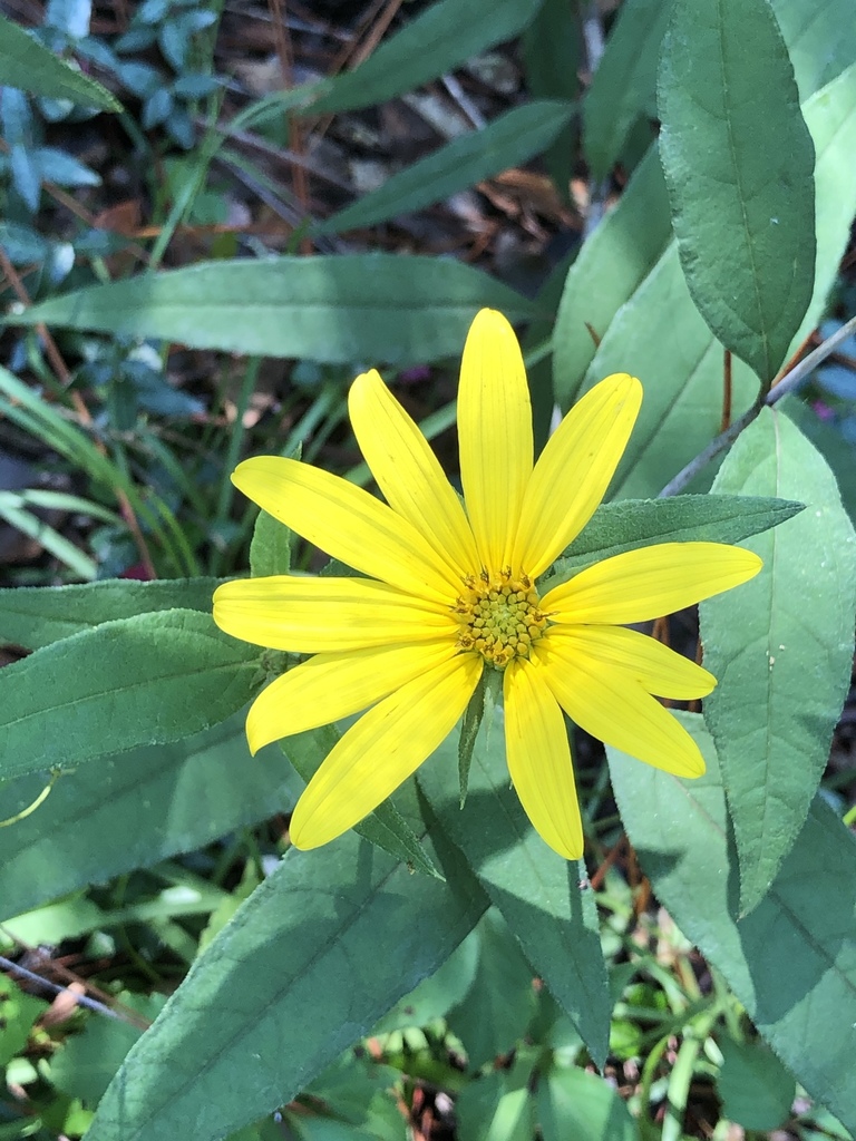 Helianthus strumosus