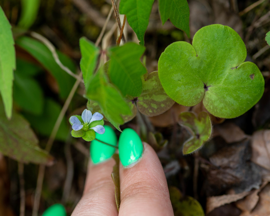 Hepatica americana
