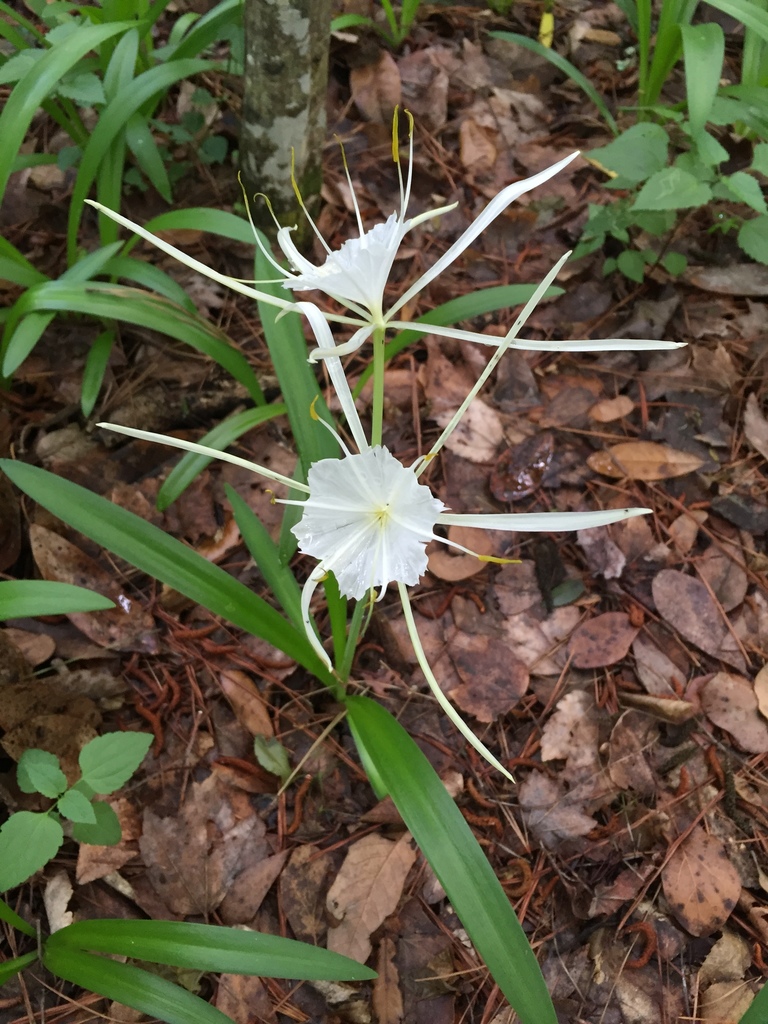 Hymenocallis duvalensis