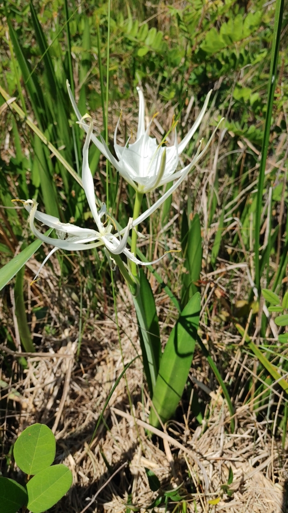 Hymenocallis godfreyi