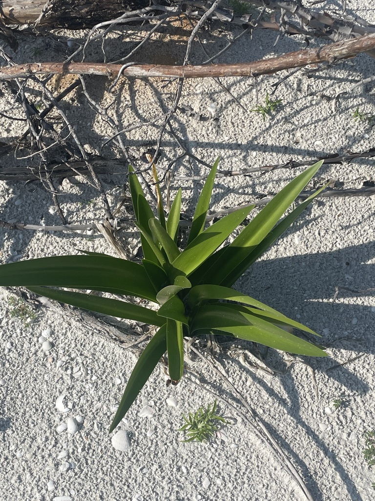 Hymenocallis latifolia