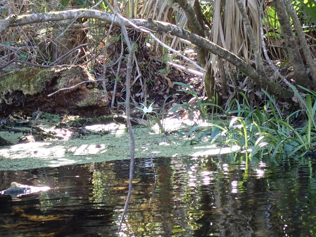 Hymenocallis tridentata