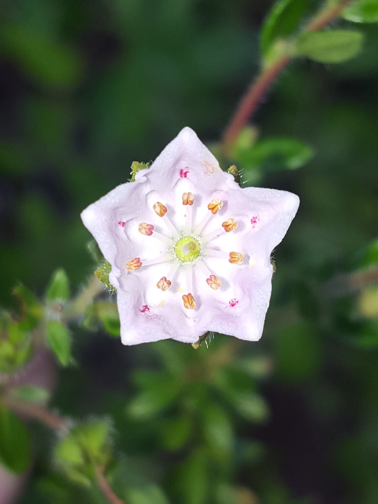 Kalmia hirsuta