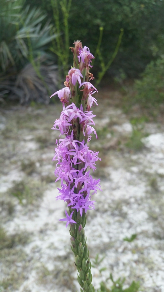 Liatris chapmanii