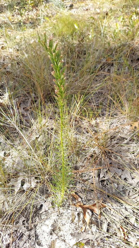 Liatris elegans