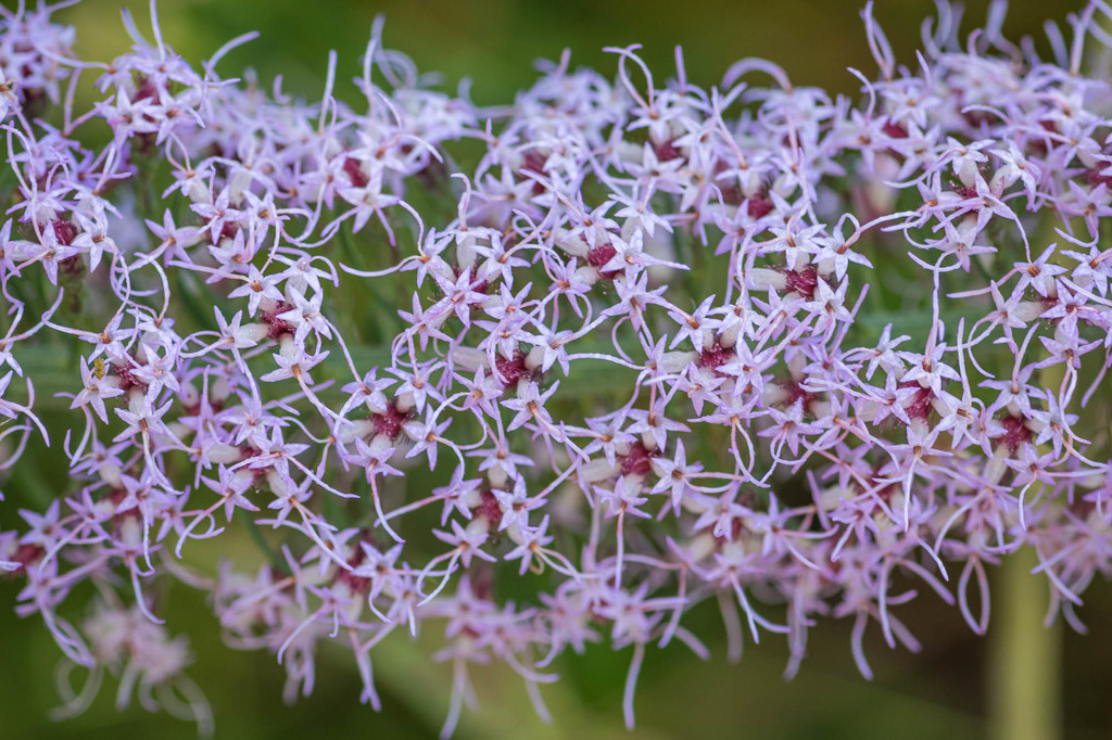 Blazing Star — illustrative Florida native plant photograph