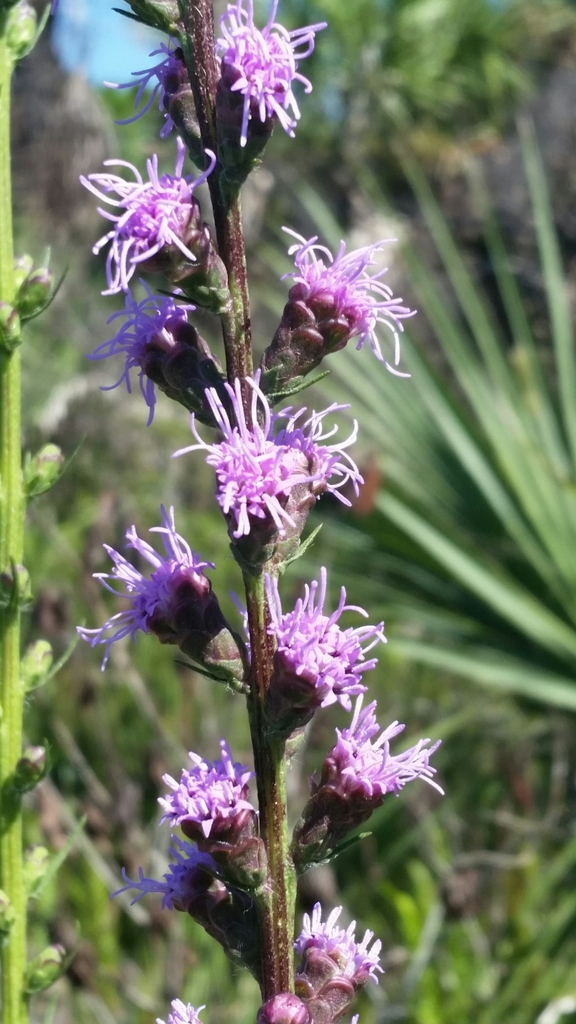 Liatris savannensis