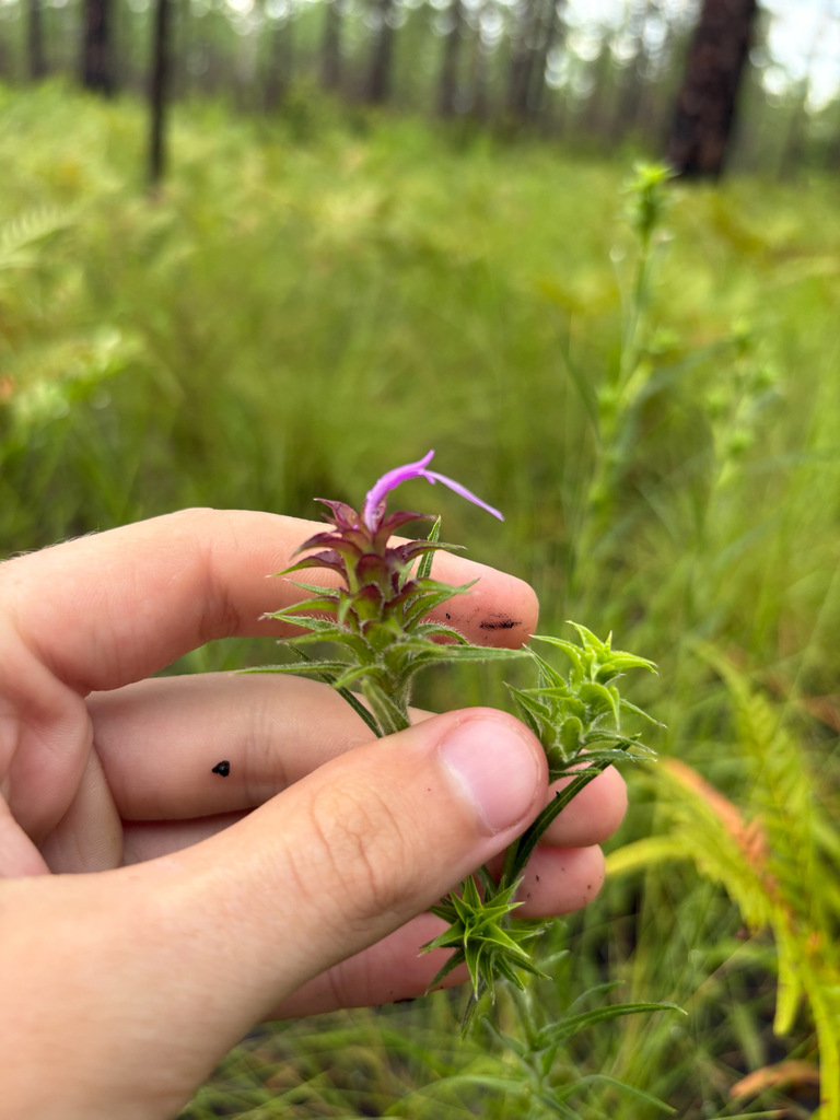 Liatris squarrosa