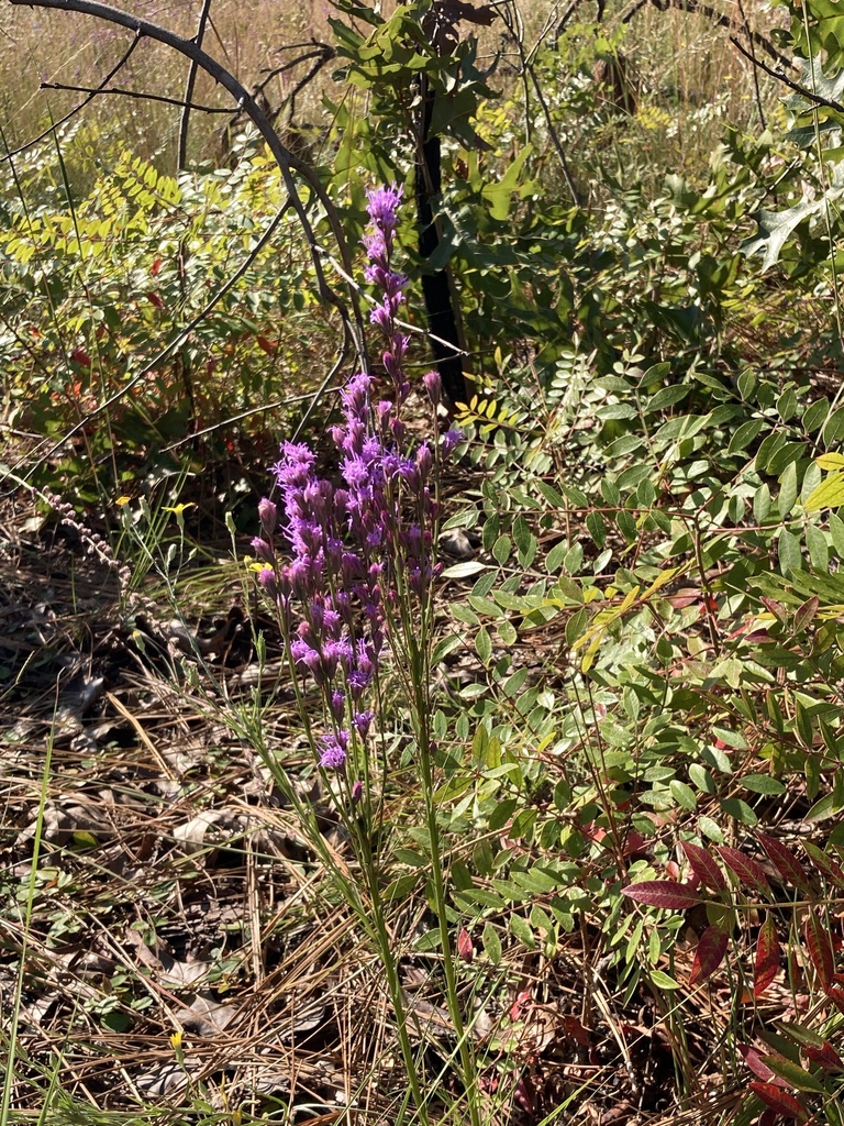 Liatris tenuifolia