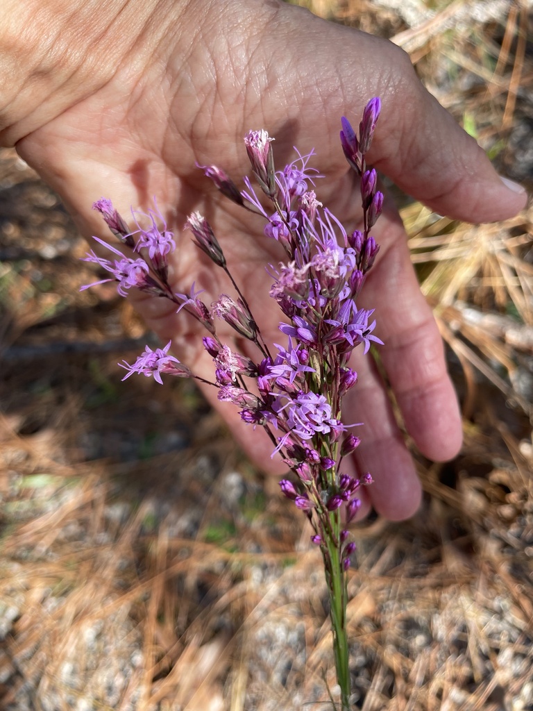 Liatris tenuifolia var. quadriflora