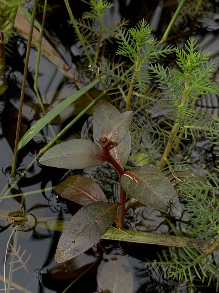 Ludwigia alata