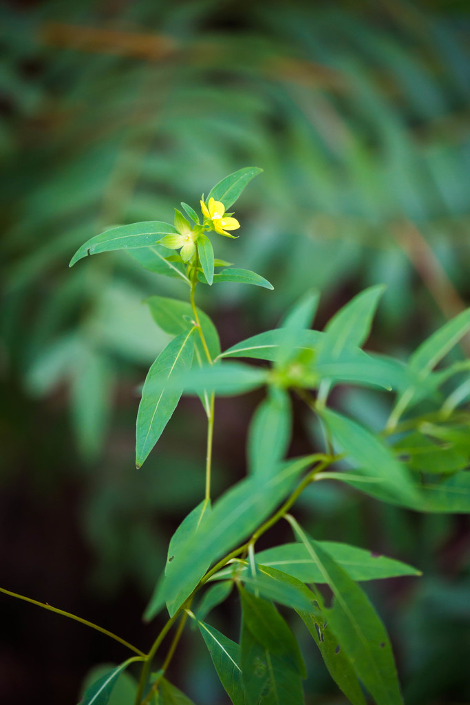 Ludwigia alternifolia