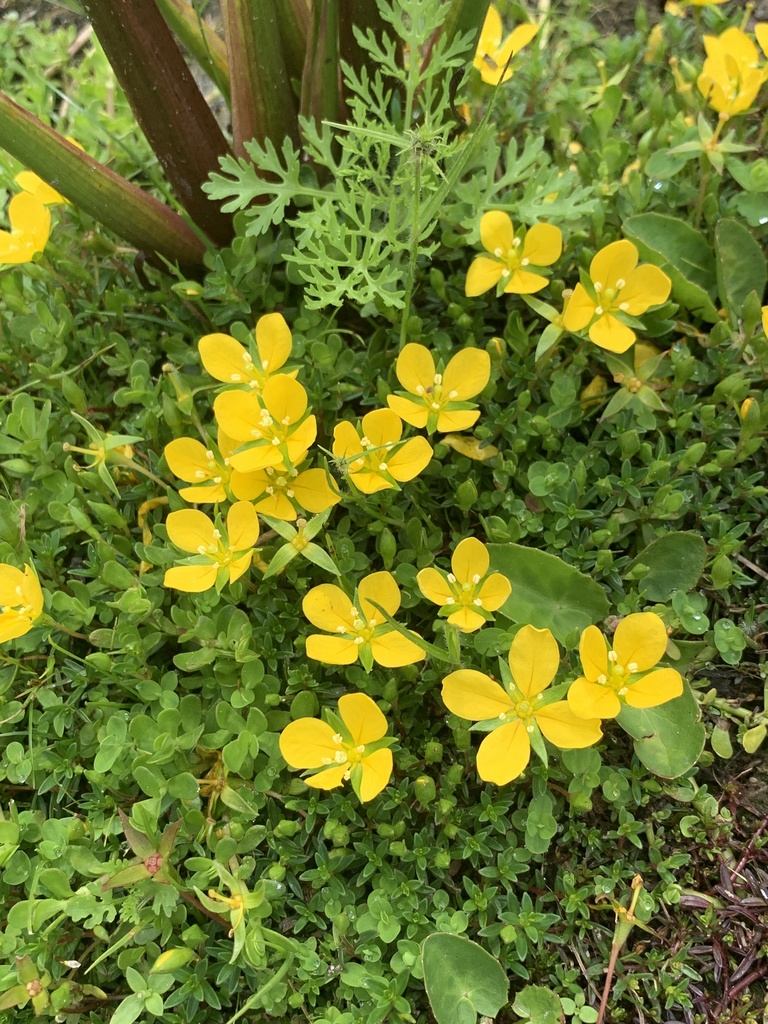 Ludwigia arcuata