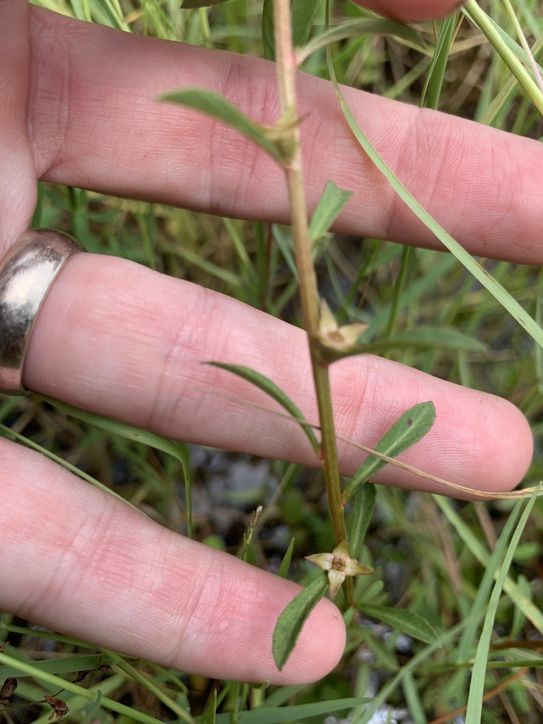 Ludwigia curtissii