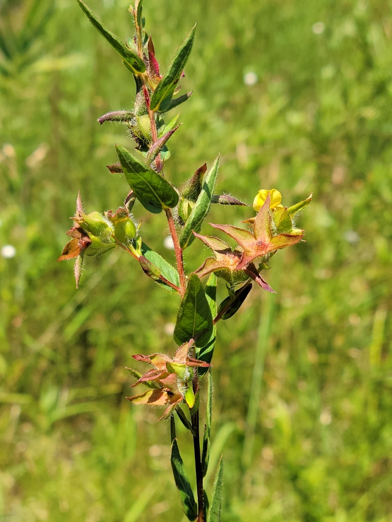 Ludwigia hirtella