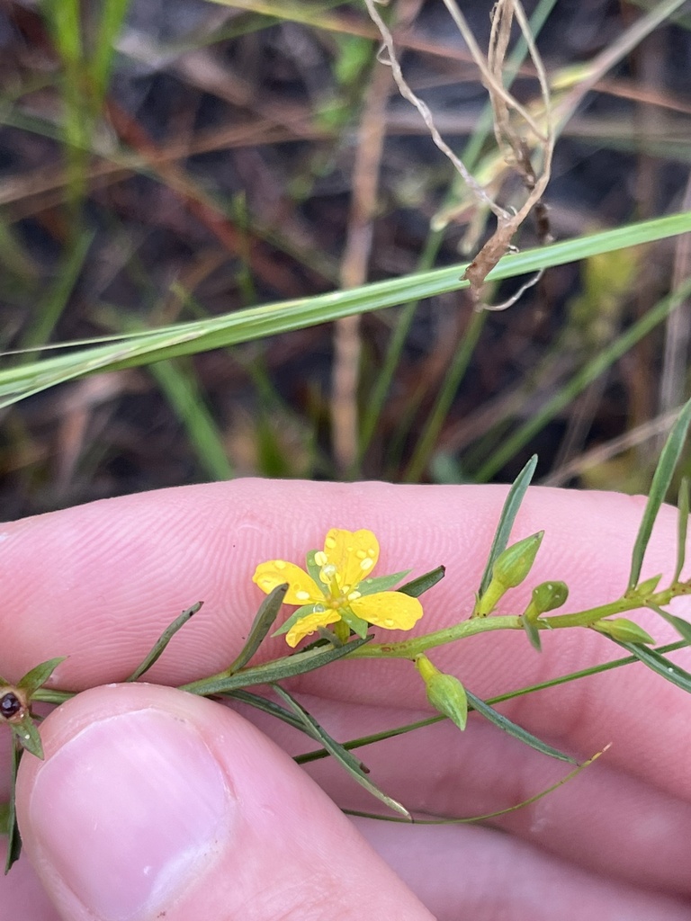 Ludwigia linifolia