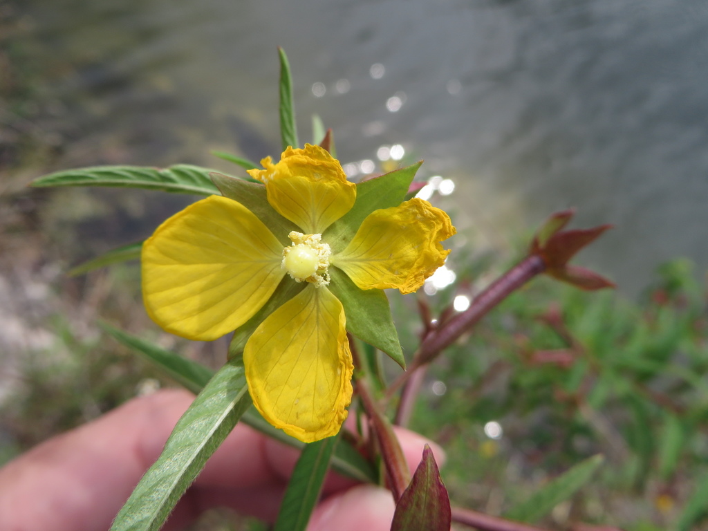 Ludwigia octovalvis