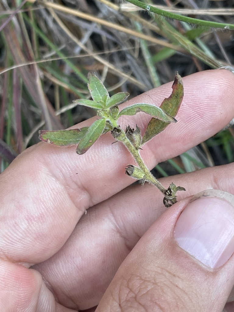 Ludwigia ravenii