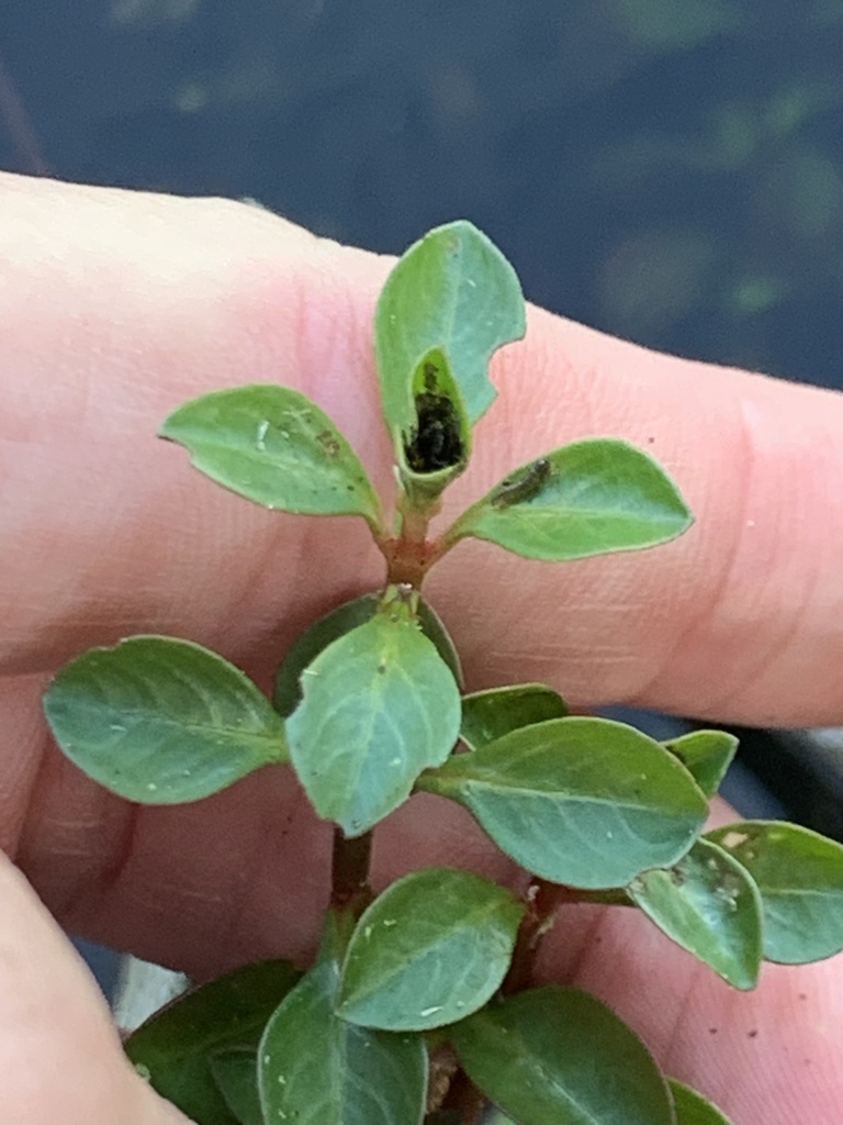 Ludwigia repens