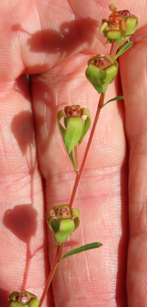 Ludwigia virgata