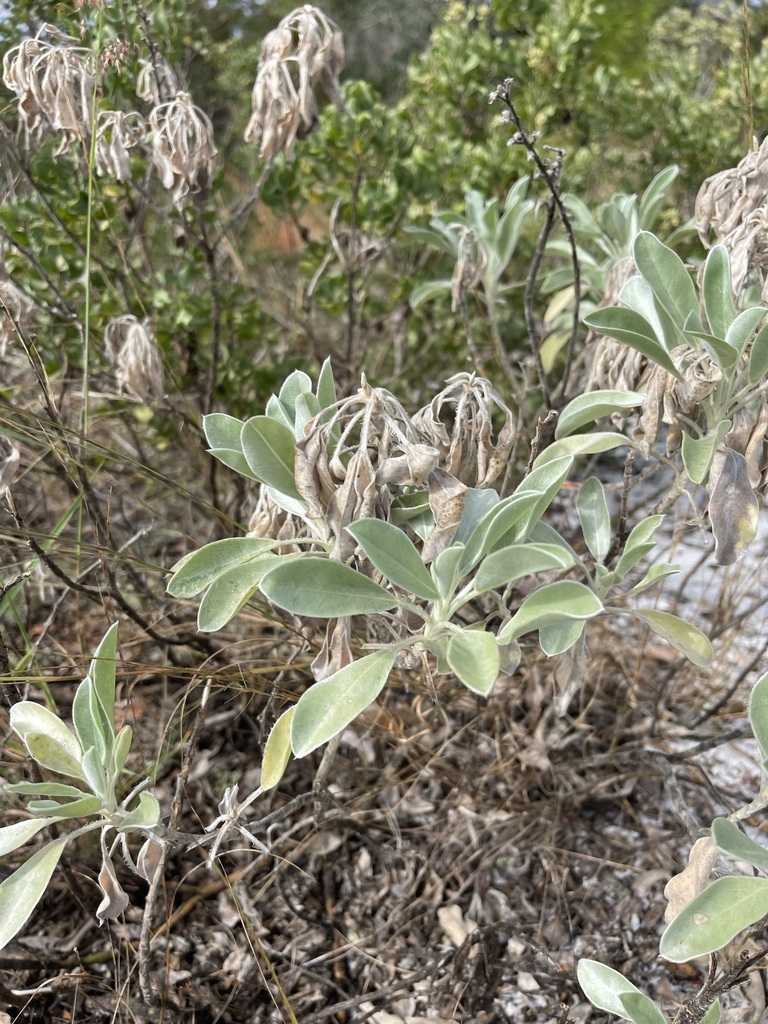 Scrub Lupine — illustrative Florida native plant photograph