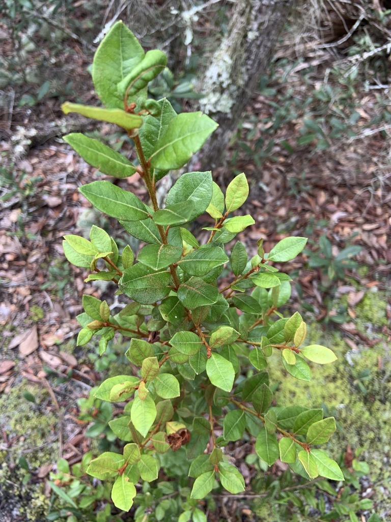 Rusty Lyonia — illustrative Florida native plant photograph