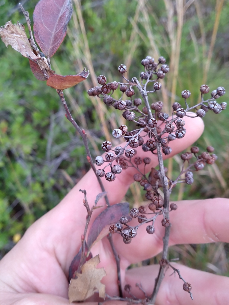 Lyonia ligustrina var. foliosiflora