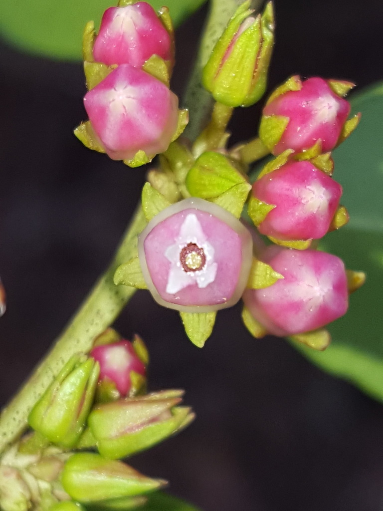 Fetterbush — illustrative Florida native plant photograph