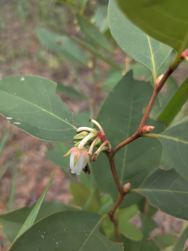 Lyonia mariana