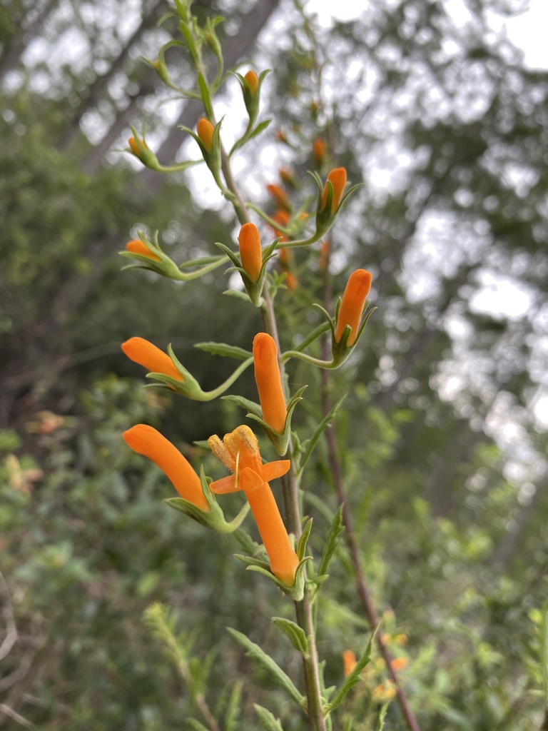 Macranthera flammea