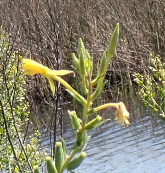 Oenothera biennis