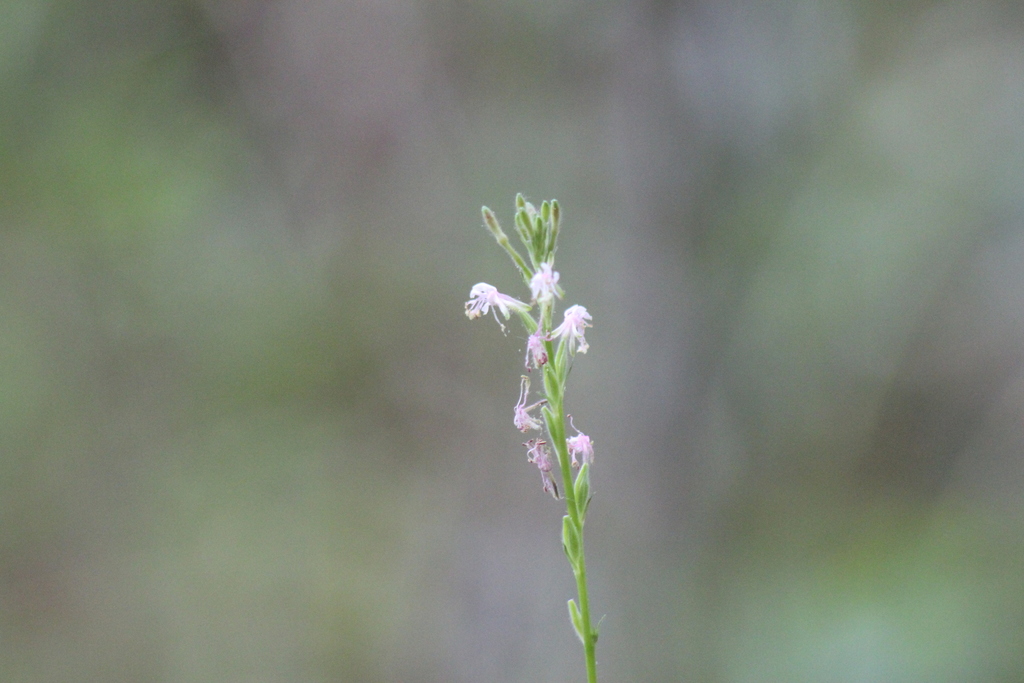 Oenothera filipes