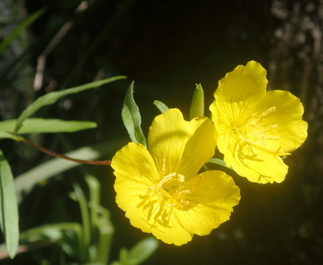 Oenothera fruticosa