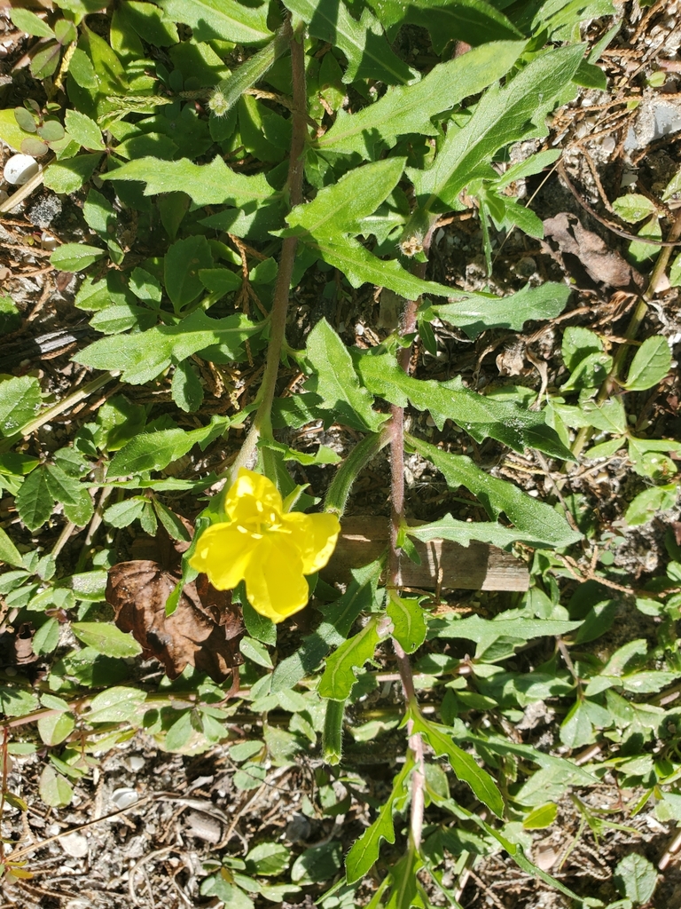 Oenothera laciniata