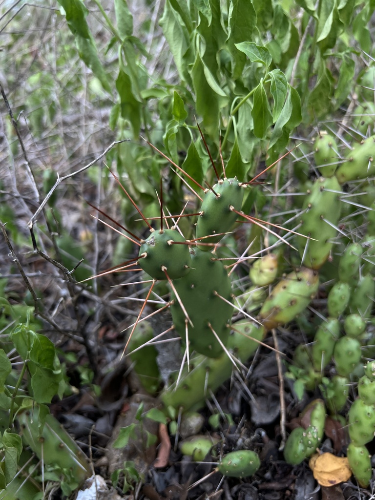 Opuntia abjecta